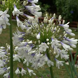 African lily 'Enigma'